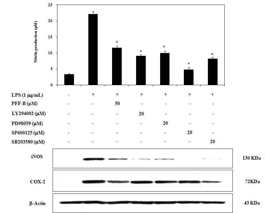 Effects of PFF-B on the blockade of NO synthesis and iNOS expression by specific inhibitors