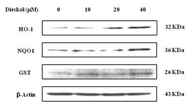 Effects ofdieckolon HO-1,NQO1 and GST protein expressions in HepG2 cells.