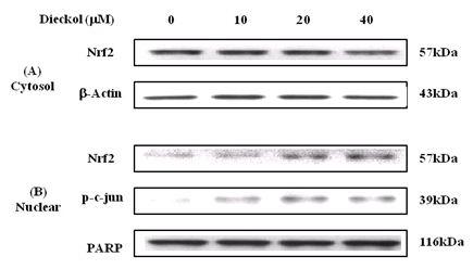 Effect of dieckol on Nrf2 nuclear translocation in HepG2cells