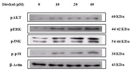 Effect of dieckol on phosphorylation of ERK1/2, JNK1/2, p38 MAP kinase,and PI3K/Akt signaling in HepG2 cells.