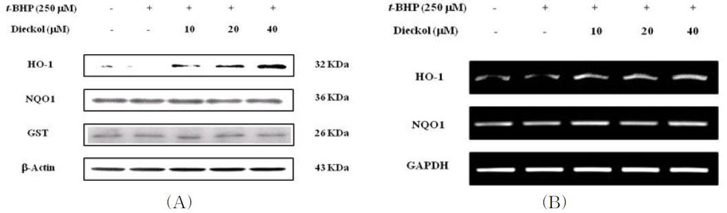 Effects ofdieckolon the expression ofHO-1,NQO1 and GST int-BHP-induced HepG2cells.