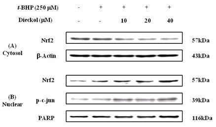 Effects of dieckolon the translocation of Nrf2 in t-BHP-induced HepG2 cells