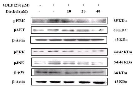 Effect of dieckol on t-BHP-induced phosphorylation of ERK1/2, JNK1/2,p38 MAPkinase,and PI3K/Akt signaling in HepG2 cells.