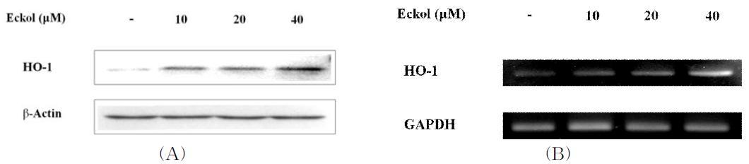 Effect of eckol on HO-1 protein expression in HepG2 cells for the various concentraions.