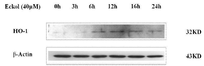 Effect of eckol on HO-1 protein expression in HepG2 cells forthe indicated times.