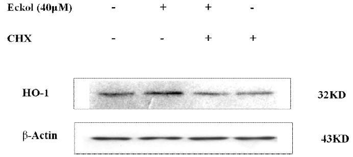 Effect of eckol and cycloheximide (CHX) on HO-1 protein expression in HepG2cells.