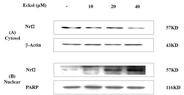 Effect of eckol on Nrf2 nuclear translocation in HepG2 cells.