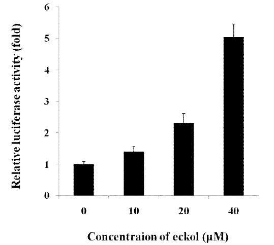 Effect of eckol on HO-1-ARE-luciferase activity in HepG2 cells