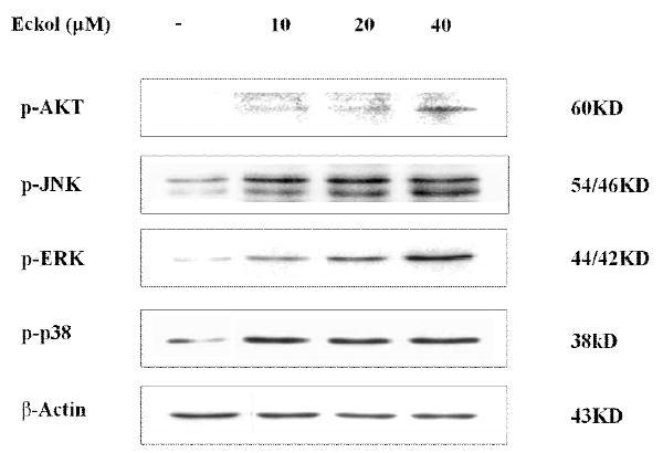 Effect of eckol on phosphorylation of Akt and MAPKs signaling in HepG2 cells.