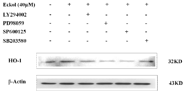 Effect of Akt and MAPK inhibitors on eckol-induced HO-1 protein expression.