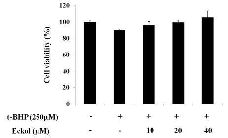 Effect of eckol ont-BHP-treated HepG2 cells.