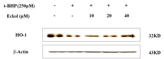 Effects of eckol on the expression of HO-1 in t-BHP-induced HepG2cells.