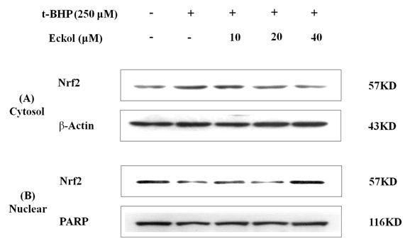 Effects of eckolon the translocation of Nrf2 in t-BHP-induced HepG2 cells.