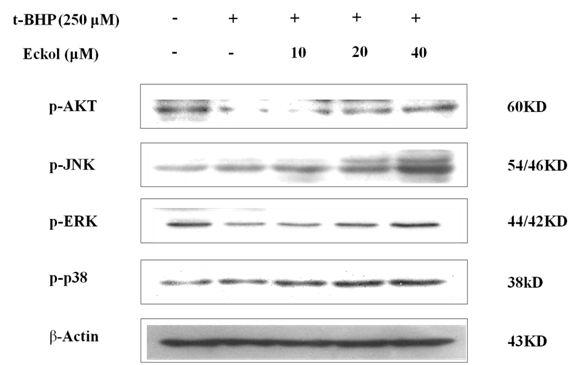 Effect of eckol on t-BHP-inducedphosphorylationofAkt and MAPKs signaling in HepG2 cells.