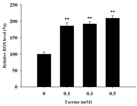 Effect of tacrine on HepG2 cells.