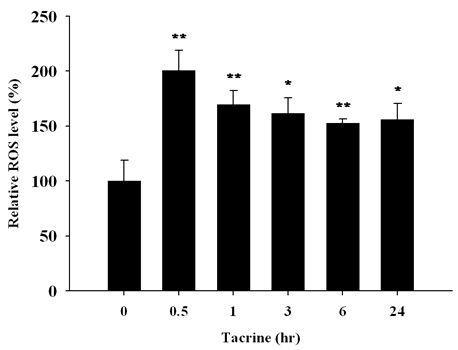 Effect of tacrine on HepG2 cells.