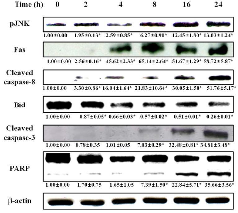 Effect of tacrine on Fas-mediated death signaltransduction.