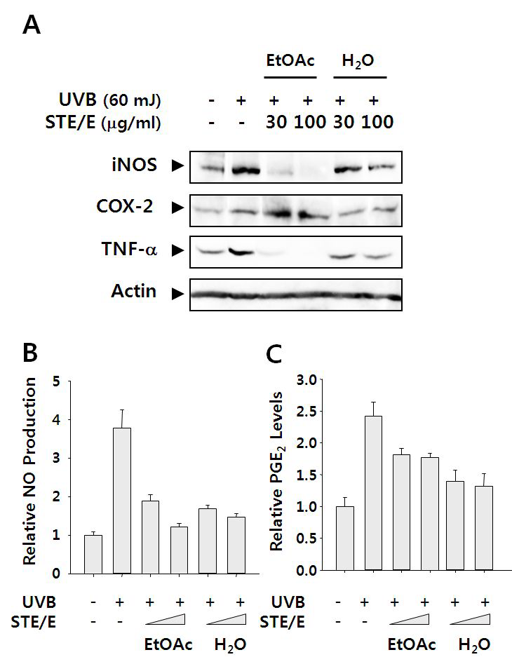 Inhibitory effects of STE/E fractionson the UVB-induced pro-inflammatory responses in HaCaT keratinocytes