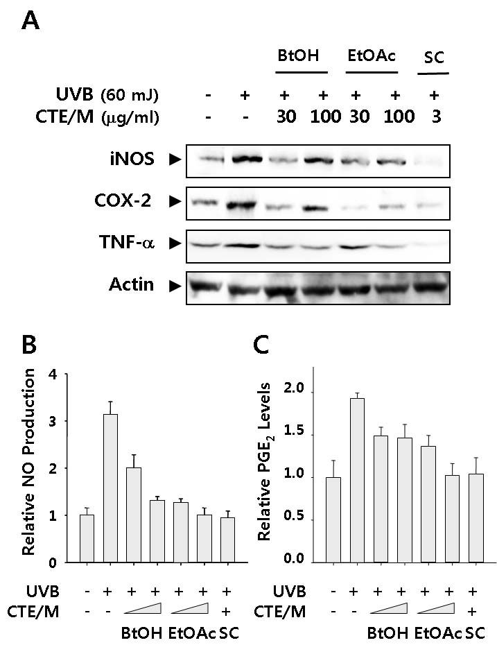 Inhibitory effects of CTE/E fractionsan and single compound on the UVB-induced pro-inflammatory responses in HaCaT keratinocytes
