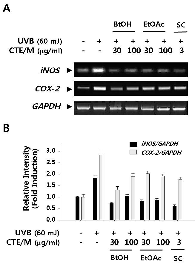 Inhibitory effects of CTE/E fractions and single compound on the UVB-induced mRNA expression of iNOS and COX-2 in HaCaT keratinocytes