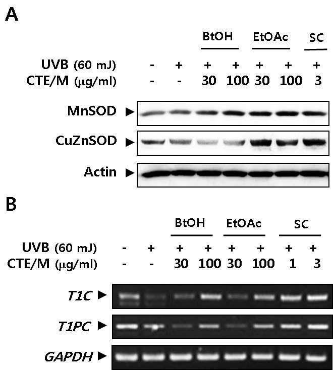 Effects of CTE/E fractions and single compound on the UVB-decreased mRNA expression of antioxidant and antiaging enzymes in HaCaT keratinocytes