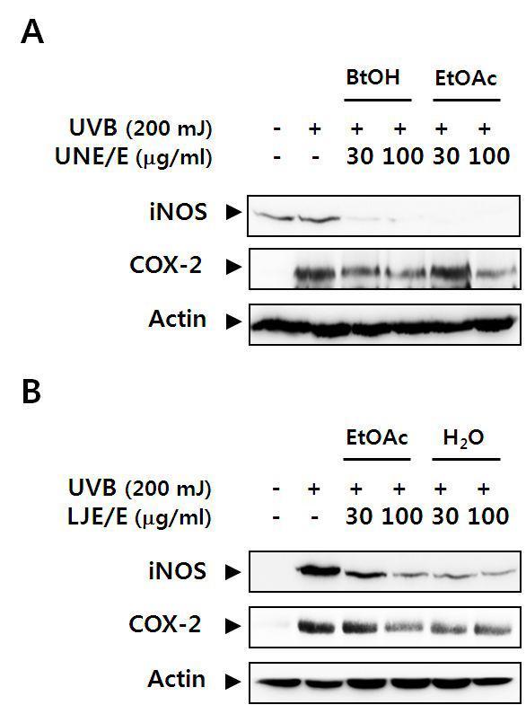 Effects of fractions from UNE/E and LJE/E on the UVB-induced expression of pro-inflammatory enzymes in Balb/cmice