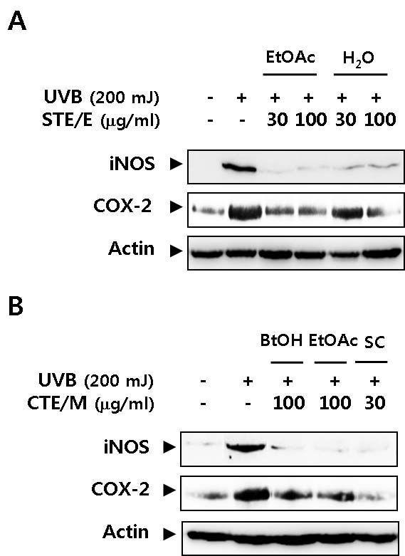 Effects of fractions and single compound from STE/E and CTE/M on the UVB-induced expression of pro-inflammatory enzymes in Balb/cmice
