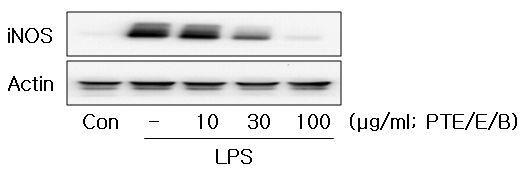 Effect of PTE/E/B on the expression of iNOS by LPS