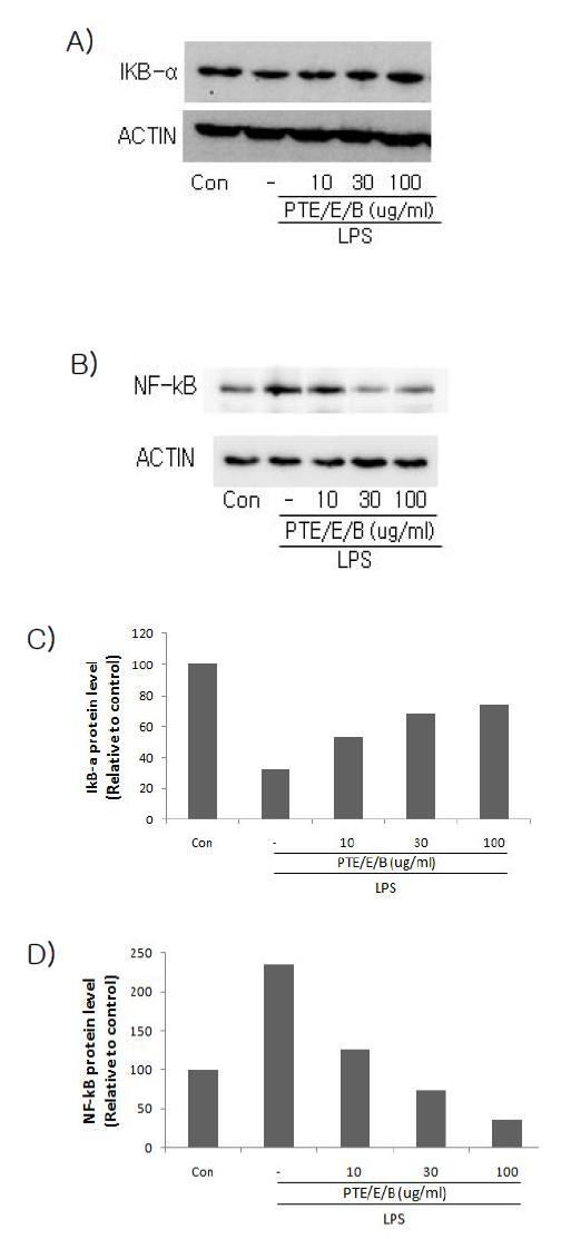 Effects of PTE/E/B on the expression of IκBα and NF-κB by LPS.