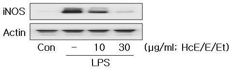 Effect of HcE/E/Et on the expression of iNOS by LPS