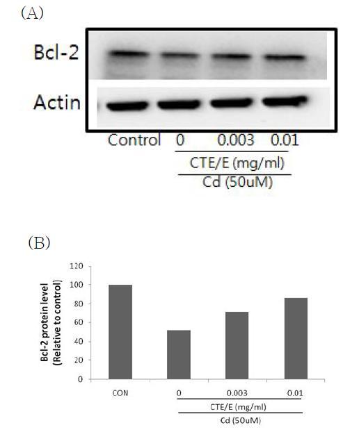 Effect of CTE/E on the expression of Bcl-2 protein