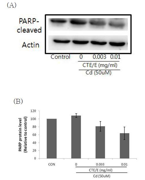 Effect of CTE/E on the expression of PARP protein.