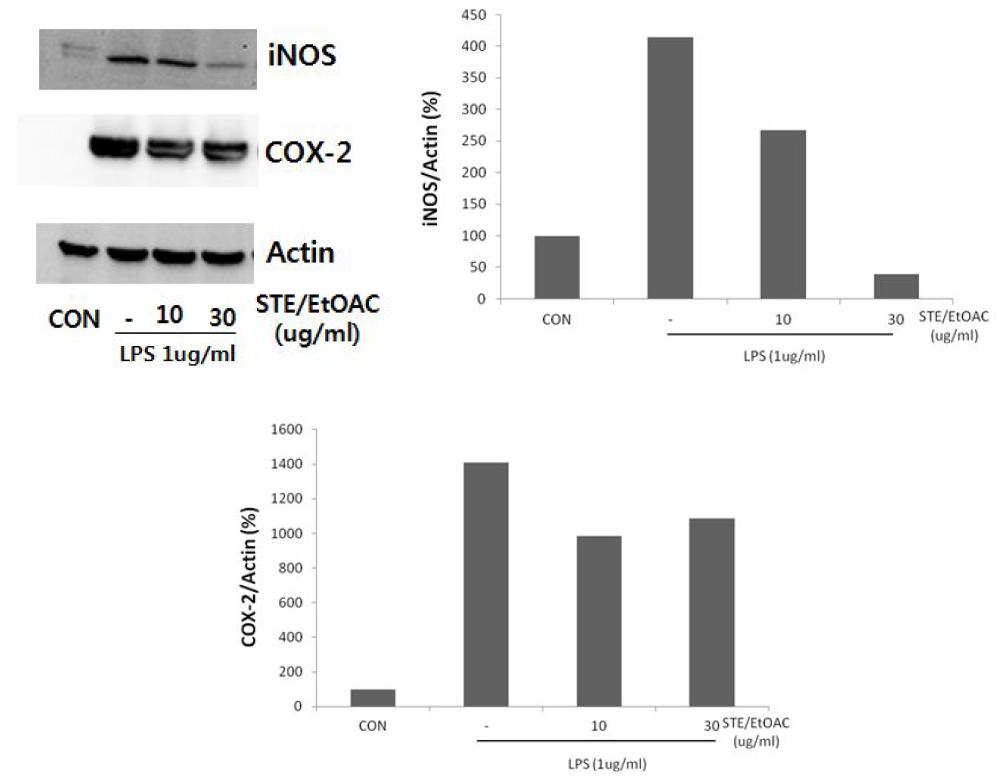 Effect of STE/EtOAC on the expression of iNOS and COX-2 protein.