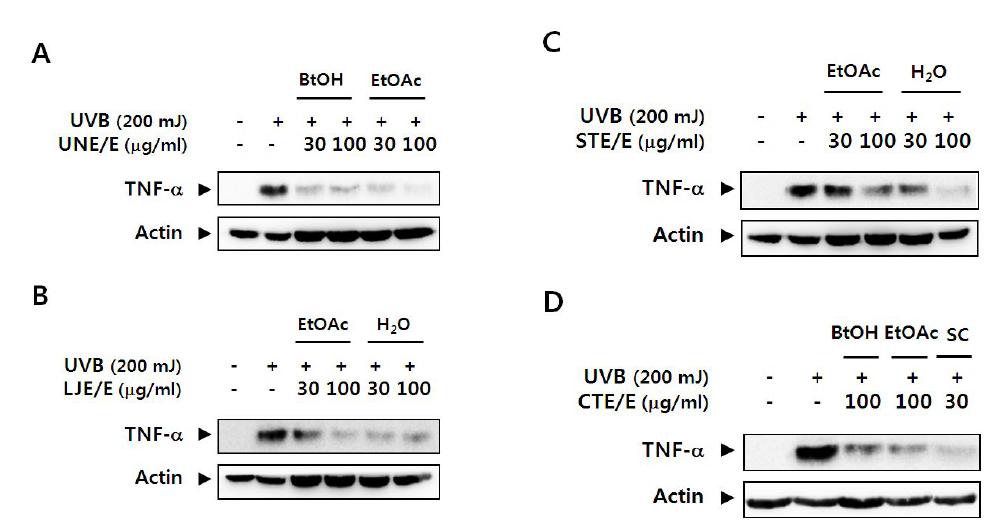 Inhibitory effects of fractions and single compound from marine natural products on the UVB-induced TNF-a expression in Balb/c mice