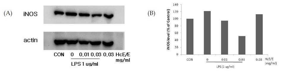 Effect of HcE/E on the expression of iNOS protein.