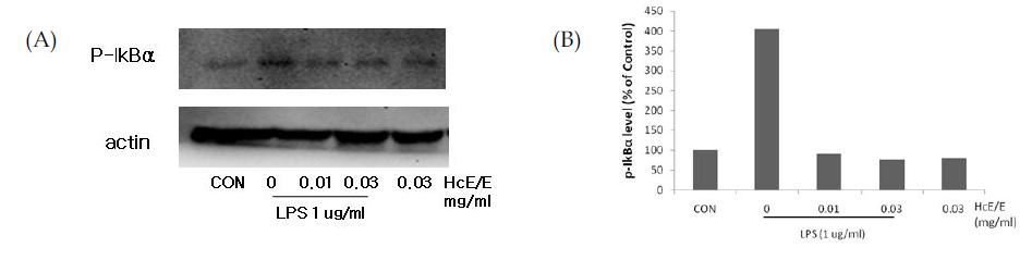 Effects of HcE/E on the induction of p-IκBα by LPS.