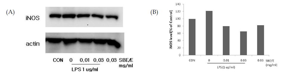 Effect of SBE/E on the expression of iNOS protein.