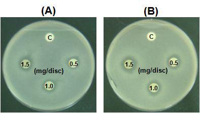 Inhibitory effects of PTE/E on the growth of P. acnes.