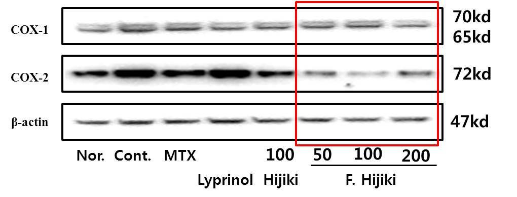 골 관절염을 유발한 Rat혈청에서의 COX-1및 COX-2의 발현 확인결과