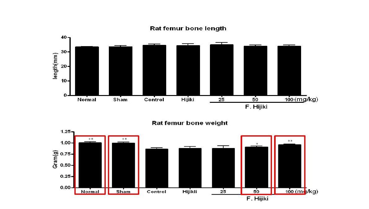 Rat Femur bone length및 Weight결과