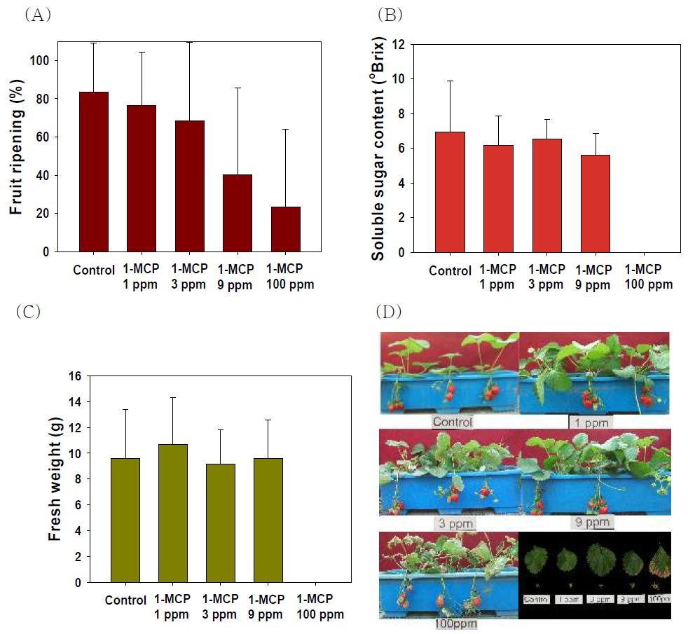 1-MCP 처리농도별 딸기의 달관등숙율(A), 당도(B), 과실중(C)와 1-MCP 처리 후 12일차 딸기의 모습(D)