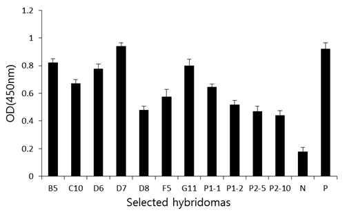 The second screening test of BVDV hybridoma.