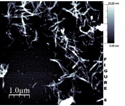 AFM image of RH cellulose whiskers obtained after 60min of acid hydrolysis.