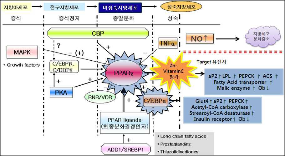 분화과정에서의 PPAR 관련 Network 및 표적유전자