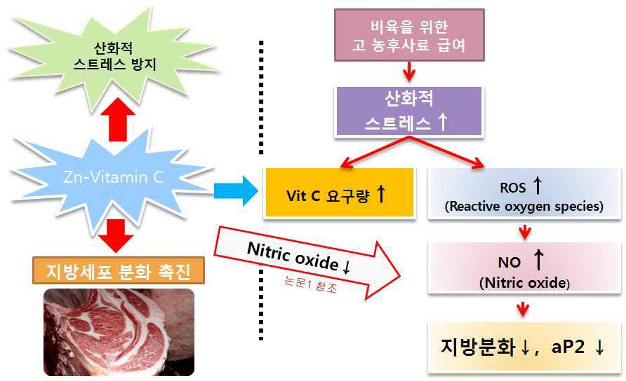 Zinc과 Vitamin C의 스트레스 억제