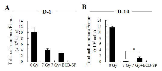 방사선 조사된 마우스의 골수 세포 수에 대한 ECB-SP의 효능