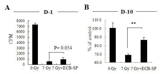 방사선 조사된 마우스의 골수 세포 증식에 대한 ECB-SP의 효능