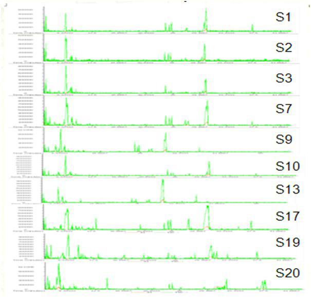 GC-TOFMS total ion chromatograms of volatile compounds using solvent extraction