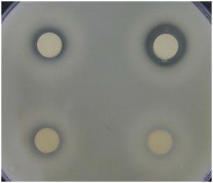 Protease Plate assay