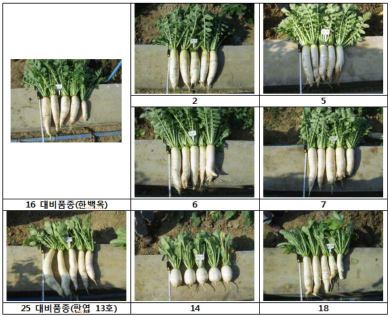 중국 광동성 충화시 조합 선발